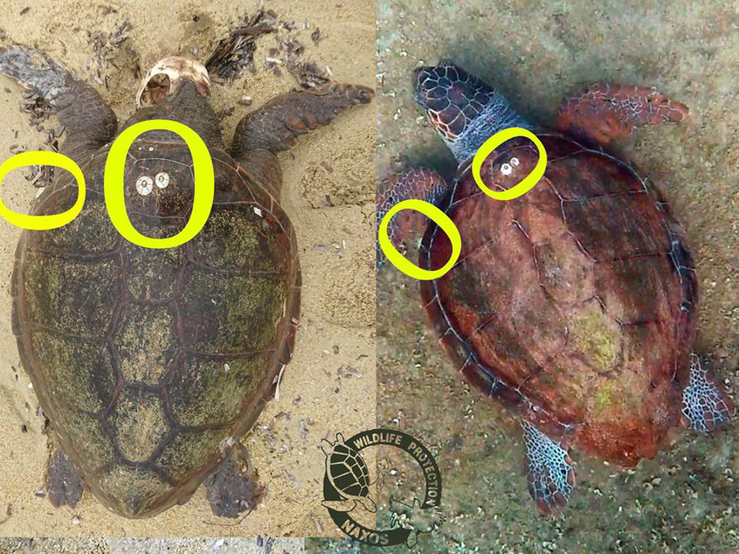 caretta nekri prokopis 4