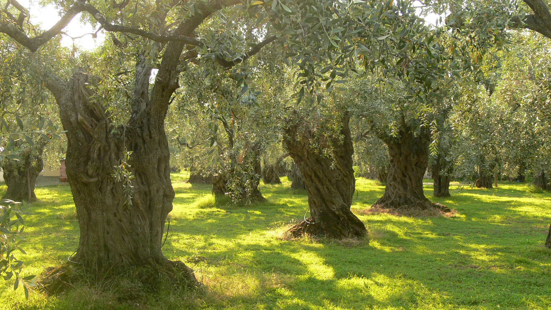 Την ανάδειξη και προστασία των αιωνόβιων ελαιοδέντρων θα επιδιώξει η  Περιφέρεια - naxostimes.gr